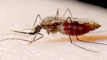 Diagnostic du Paludisme : Changement de siècle !