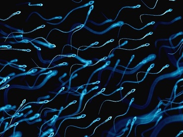 Spermiologie : Bioxa à la pointe de la technologie